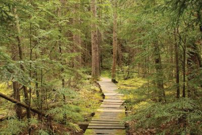 Article: Try these trails this spring | Wooden trail leading through the tall trees | hiking in Rhinelander