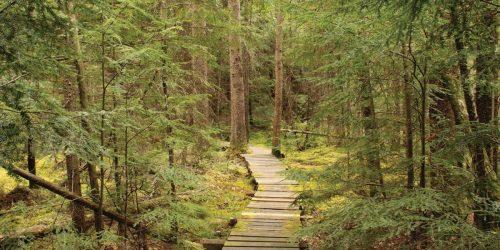 Wooden trail leading through the tall trees | hiking in Rhinelander