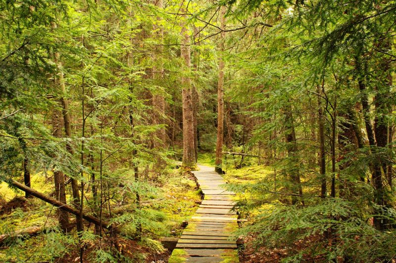 Holmboe Conifer Forest | Holmboe Nature Preserve - wooded path