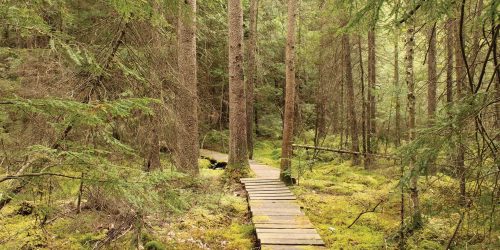 wooden walkway at Holmboe Nature Preserve