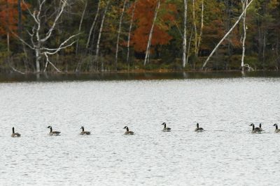 Mentioned in: A birdwatching gem in the Rhinelander Area | Birdwatching