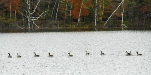 A birdwatching gem in the Rhinelander Area | Birdwatching