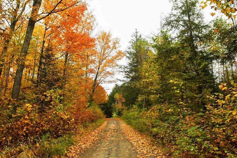 Enterprise County Trail | Enterprise trail in fall