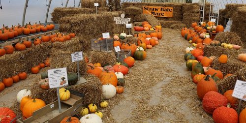 pumpkins arranged near straw maze