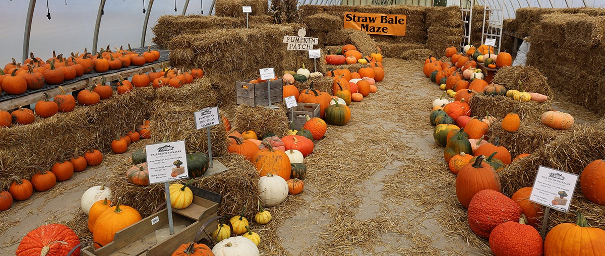 pumpkins arranged near straw maze