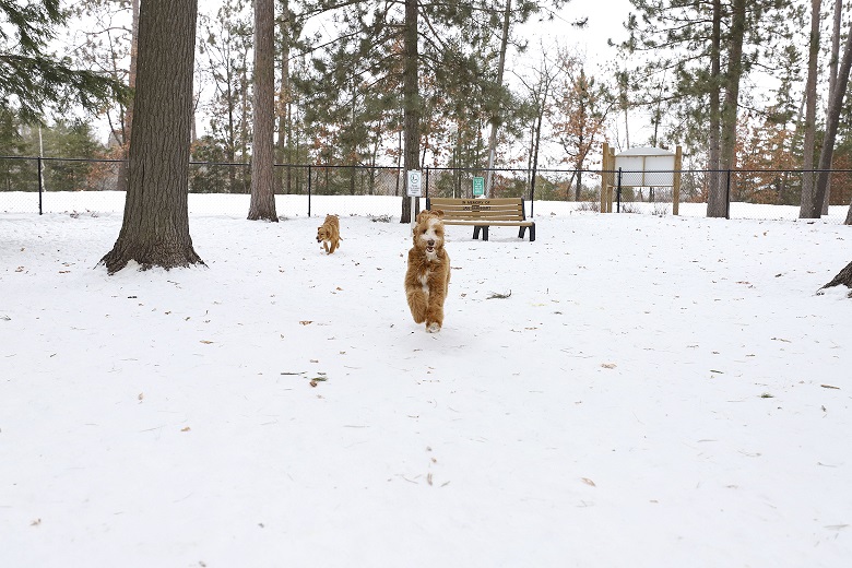 Shepard Dog Park | Dogs Playing At Shepard Dog Park In Rhinelander, Wisconsin