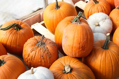 Your Rhinelander Fall Fun Guide | Click the link to visit this page