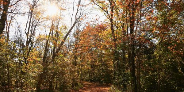 Fall Color Forecast and Where to Find the Best Views Around Rhinelander