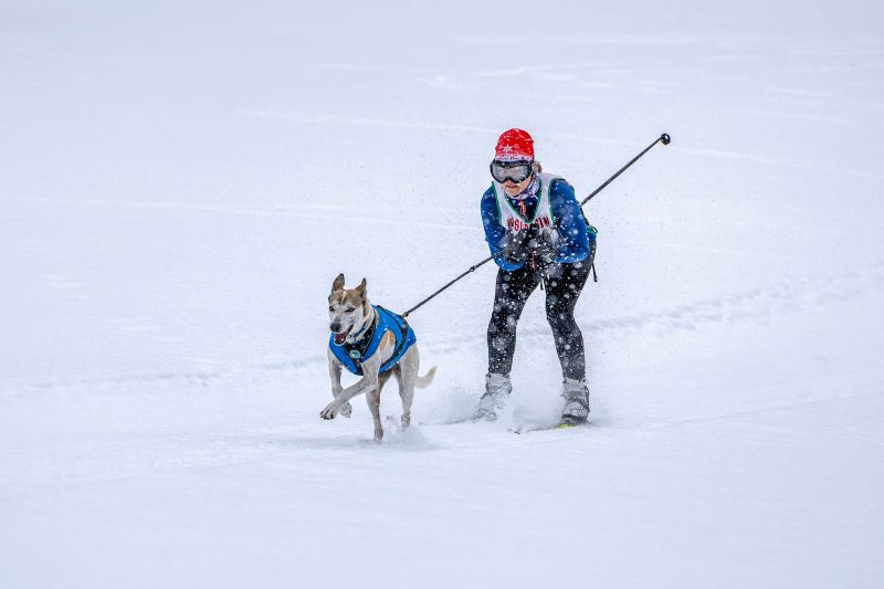 Heal Creek Dog Dash